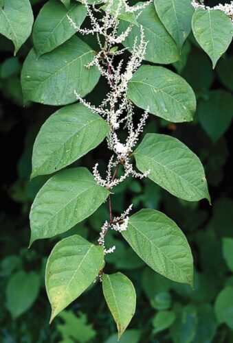 Knotweed returns each year and can be as tall as 10 feet. Photo courtesy of buncombe.ces.ncsu.edu/2025/09/invasive-plant-bolo-japanese-knotweed