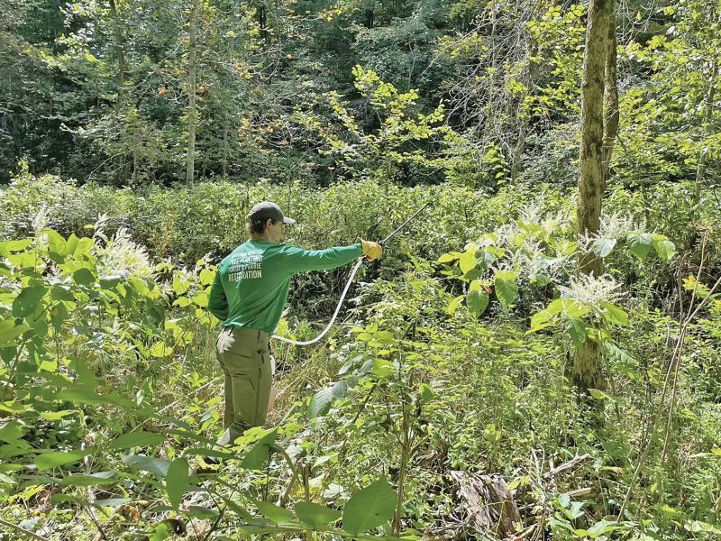 Knotweed being treated. Photo submitted