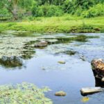 Nature’s quiet powerhouses – filtering water, reducing floods, storing carbon, supporting wildlife, and keeping our ecosystems resilient and alive. Photo submitted