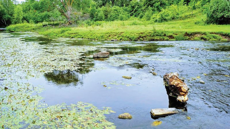 Nature’s quiet powerhouses – filtering water, reducing floods, storing carbon, supporting wildlife, and keeping our ecosystems resilient and alive. Photo submitted