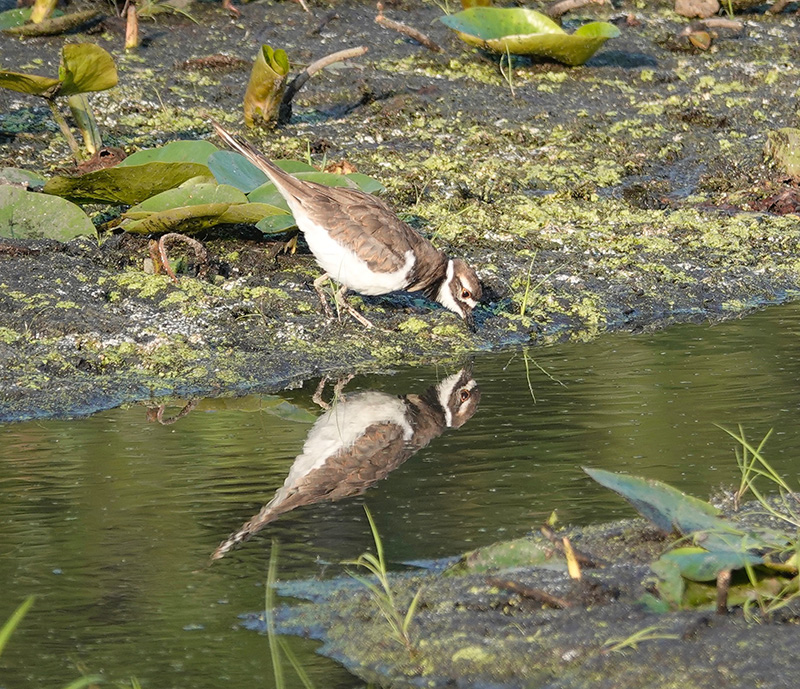 Killdeer return in March. They are harbingers of spring. Killdeer is an onomatopoeia of the bird’s piercing call, a shrill “kill-deer.” It’s been called a noisy plover and a chattering plover. Its movements are typical of plovers – running a few steps, stopping, and tilting its head to look and listen for prey. A killdeer’s nest is a shallow depression lined with pebbles. The chicks resemble cotton balls atop two toothpicks.Photo by Al Batt