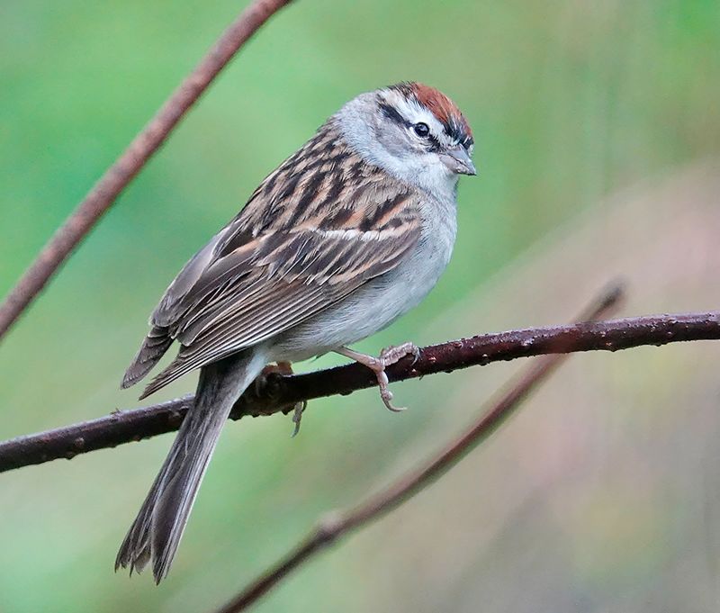 The American tree sparrow (winter) and chipping sparrow (summer) are similar small birds with rusty caps. The tree sparrow has a central breast spot (sometimes hidden), bicolored yellow/black bill, dark legs, and rusty eyeline. A chipping sparrow has an unspotted breast, black bill, light-colored legs, and black eyeline. Edward Forbush nicknamed the chippy the “little brown-capped pensioner” because it foraged for crumbs around farmhouses.Photo by Al Batt
