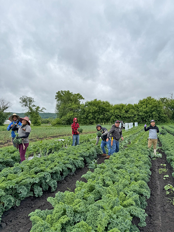 Harvesting winterbor kale for delivery to wholesale customers. Photo submitted