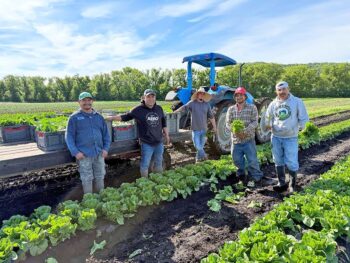 Featherstone crew members harvesting lettuce. Photo submitted