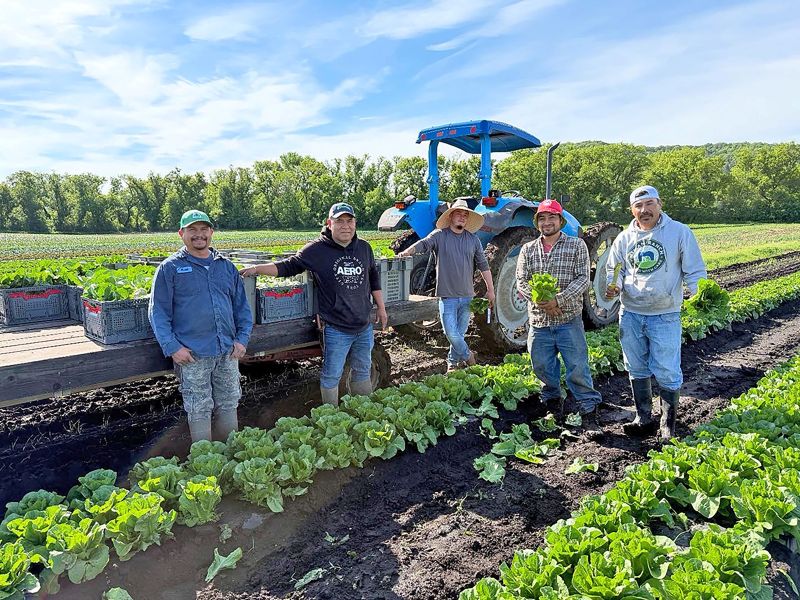 Featherstone crew members harvesting lettuce. Photo submitted