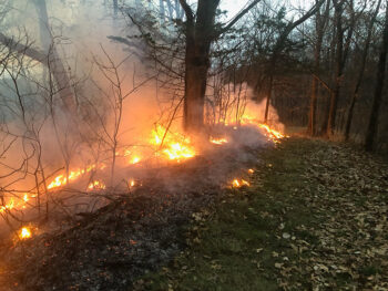A woodland burn conducted using backpack leaf blowers to provide a blackline.