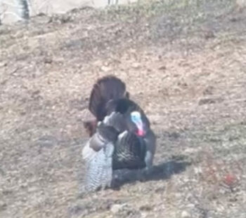 Wild turkeys strut on the reclaimed land, one of the benefits of prescribed burns.
