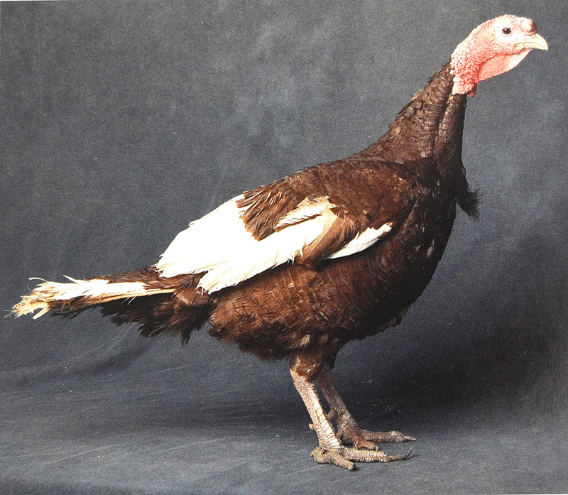 Bourbon Red turkeys - a hen on the top, a tom on the bottom. Photos from Storey’s Illustrated Guide to Poultry Breeds by Carol Ekarius, 2007