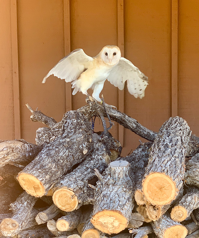 They are called barn owls because they tend to nest, roost and hunt from structures like barns, silos and church steeples. Barn owls appear ghostly white when gliding over the landscape at night. The heart-shaped facial disc acts like a satellite dish, funneling sound to the ears, allowing an owl to locate prey in darkness. Barn owls don't hoot; they screech. Nicknames include: ghost owl, monkey-faced owl and steeple owl.Photo by Al Batt