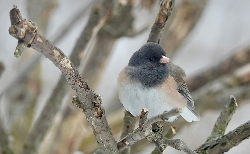The name junco has Latin origins, meaning “rush” or “reed.” It derives from the Latin word “juncus,” referring to various types of reed-like plants – an odd name for a bird not partial to that habitat. The scientific name for the dark-eyed junco is Junco hyemalis, which translates to “winter rush” or “winter bunting.” Many here call it a snowbird.Photo by Al Batt