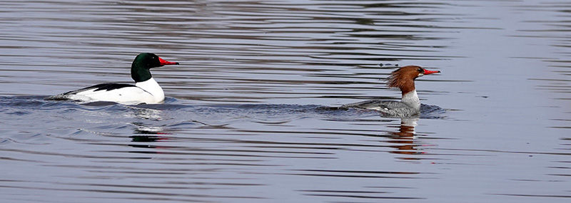 Common mergansers are large, fish-eating, diving ducks nicknamed “sawbills.” Because they’re primarily piscivorous, they are sometimes called “fish ducks.” A male has a dark green head, a white body and a black back. A female has a gray body and a reddish-brown head. They have slender red bills with serrated edges, and nest in tree cavities. “Merganser” comes from the Latin and translates to “plunging goose.”Photo by Al Batt
