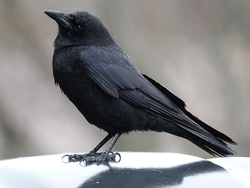 In American crow populations, older offspring help their parents raise new chicks for a few years, and this could include as many as 15 individuals, with offspring from five different years pitching in. They feed the young, defend the territory and the nest, stand guard while other family members forage, and feed their mother while she’s sleeping on the nest. American crows lay a clutch of 3 to 9 eggs, with 4 to 6 being most common.Photo by Al Batt