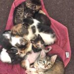 A mother cat and her kittens were provided a safe and warm foster home by the Darr family. Photo submitted