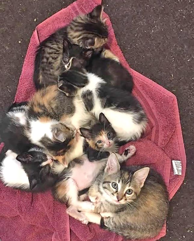 A mother cat and her kittens were provided a safe and warm foster home by the Darr family. Photo submitted
